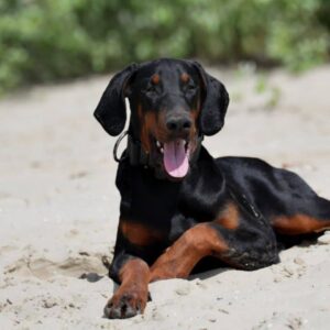 Titan Dobermann