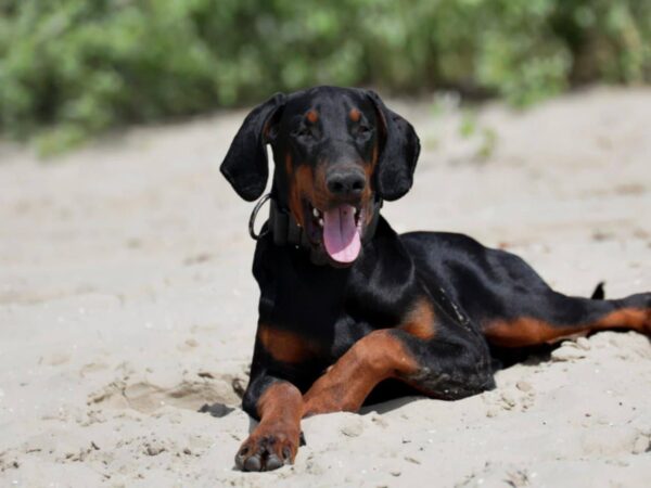 Titan Dobermann Titan Dobermann