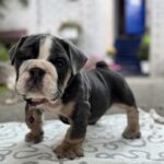 Thor English Bulldog