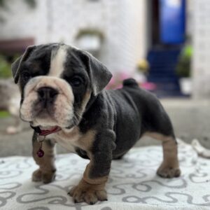 Torzo English Bulldog