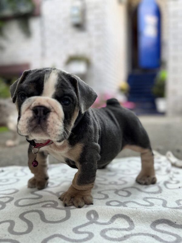 Torzo English Bulldog Torzo English Bulldog