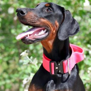 Trinity Dobermann
