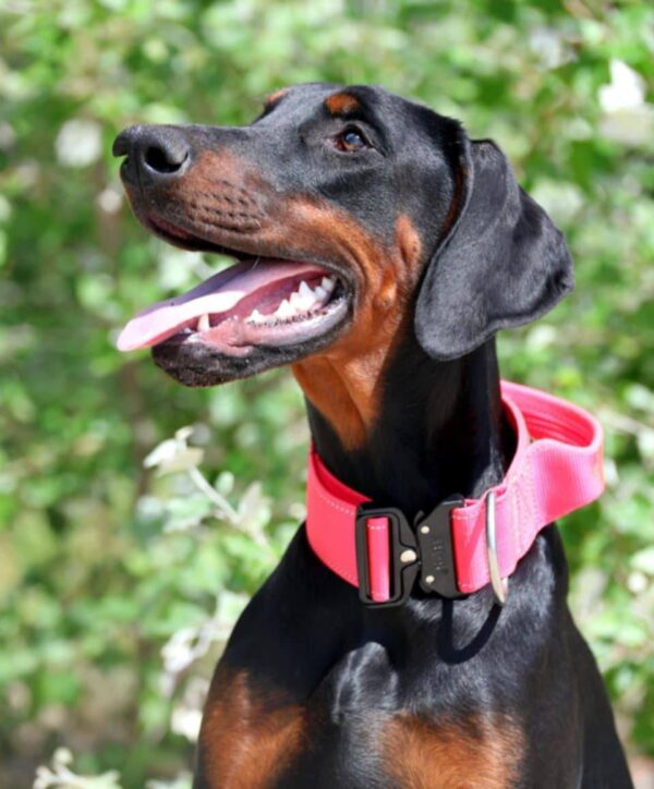 Trinity Dobermann Trinity Dobermann