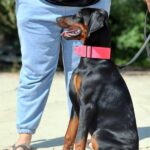 Trinity-female-dobermann-puppy-for-sale-2