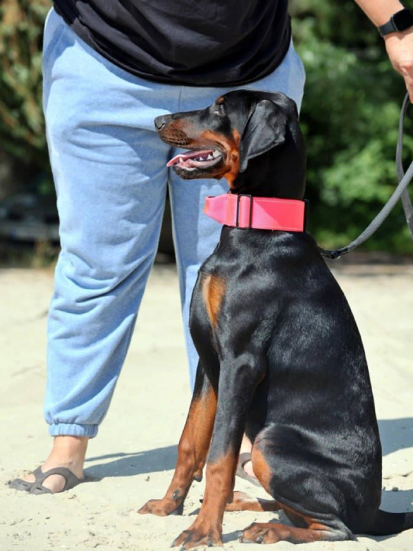 Trinity Dobermann Trinity Dobermann