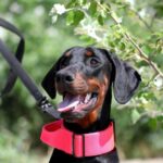 Trinity-female-dobermann-puppy-for-sale-4