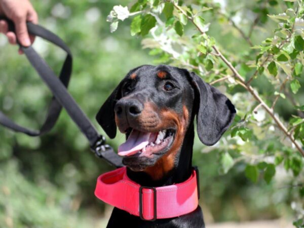 Trinity Dobermann Trinity Dobermann