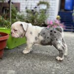 Tudor-male-English-Bulldog-puppy-for-sale-1