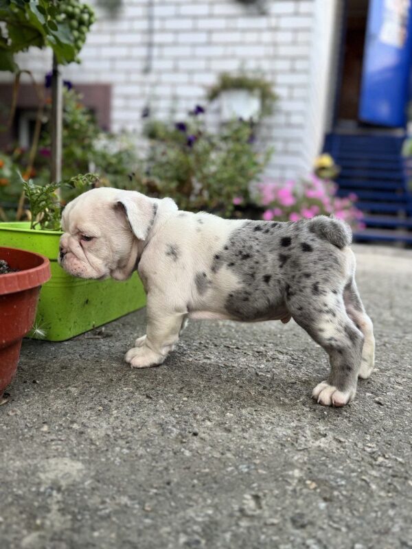 Tudor English Bulldog Tudor English Bulldog