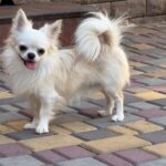 Unicum-male-Chihuahua-puppy-for-sale-1