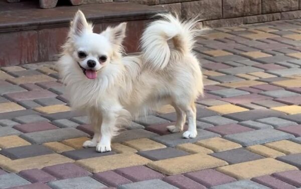 Unicum Chihuahua Unicum Chihuahua