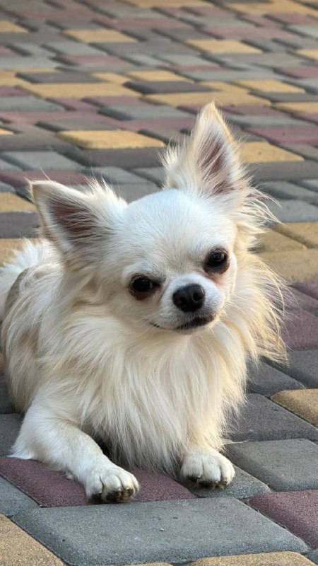 Unicum Chihuahua Unicum Chihuahua