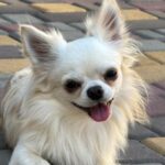 Unicum-male-Chihuahua-puppy-for-sale-3