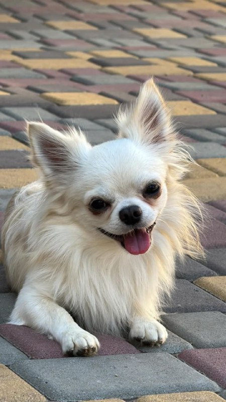 Unicum Chihuahua Unicum Chihuahua