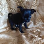 Wulf-male-chihuahua-puppy-for-sale-1 (1)