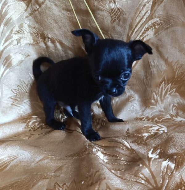 Wulf Chihuahua Wulf Chihuahua