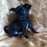 Wulf-male-chihuahua-puppy-for-sale-1 (2)