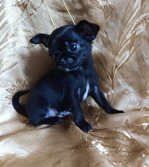 Wulf Chihuahua Wulf Chihuahua