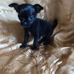 Wulf-male-chihuahua-puppy-for-sale-1 (3)