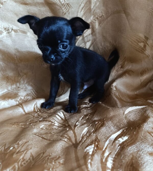 Wulf Chihuahua Wulf Chihuahua