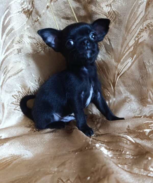 Wulf Chihuahua Wulf Chihuahua