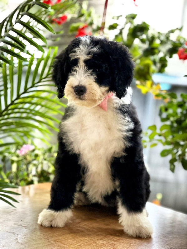 Zafira Labradoodle Zafira Labradoodle