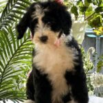 Zafira-female-Labradoodle-puppy-for-sale-2