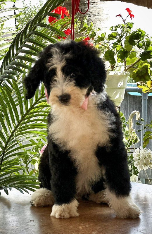 Zafira Labradoodle Zafira Labradoodle