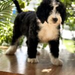 Zafira-female-Labradoodle-puppy-for-sale-3