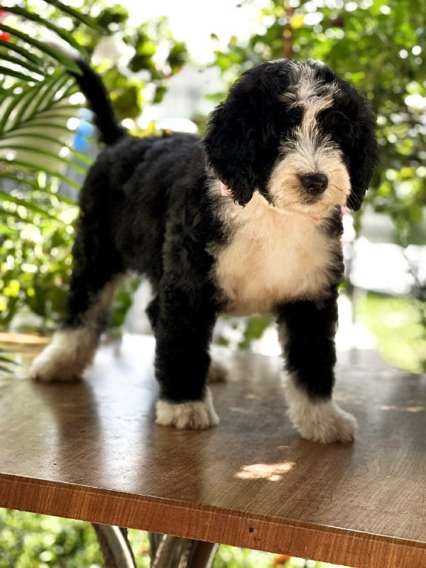 Zafira Labradoodle Zafira Labradoodle