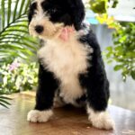 Zafira-female-Labradoodle-puppy-for-sale-4