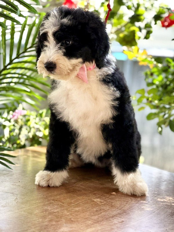 Zafira Labradoodle Zafira Labradoodle