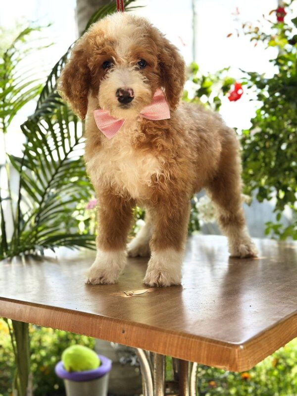 Zara Labradoodle Zara Labradoodle