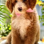 Zara-female-Labradoodle-puppy-for-sale-2