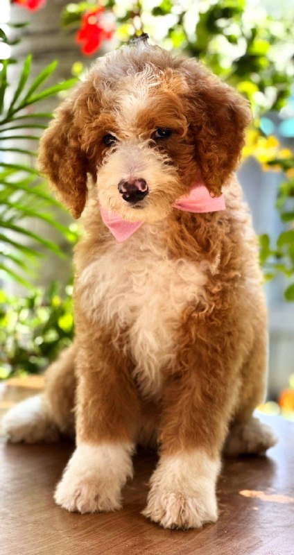 Zara Labradoodle Zara Labradoodle