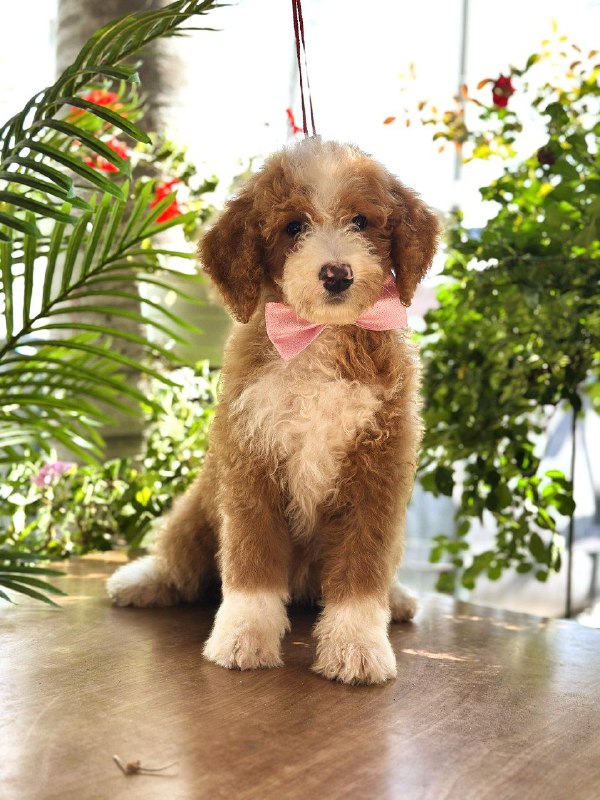 Zara Labradoodle Zara Labradoodle