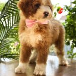 Zara-female-Labradoodle-puppy-for-sale-4