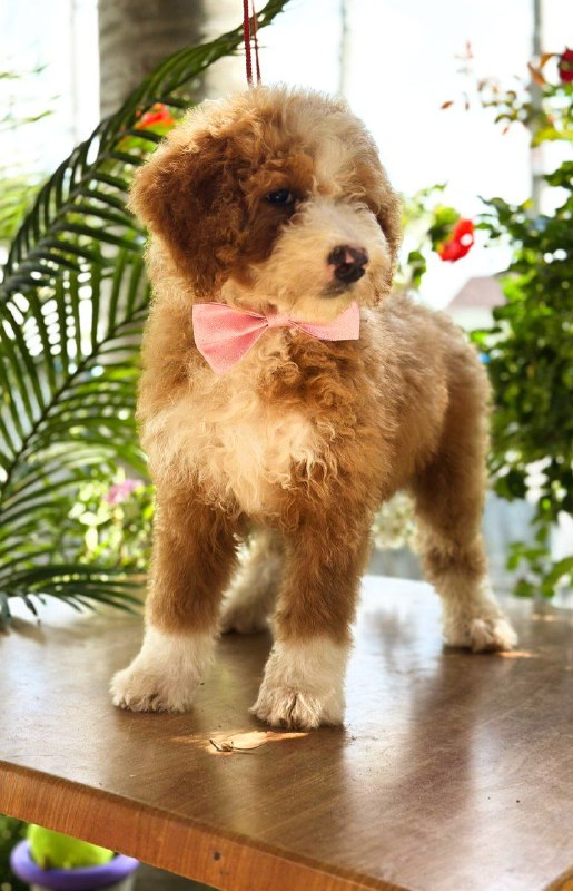 Zara Labradoodle Zara Labradoodle