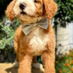Zenith-male-Labradoodle-puppy-for-sale-1