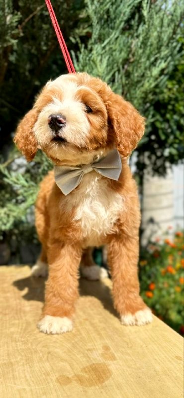 Zenith Labradoodle Zenith Labradoodle