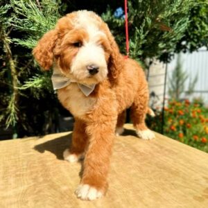 Zenith Labradoodle