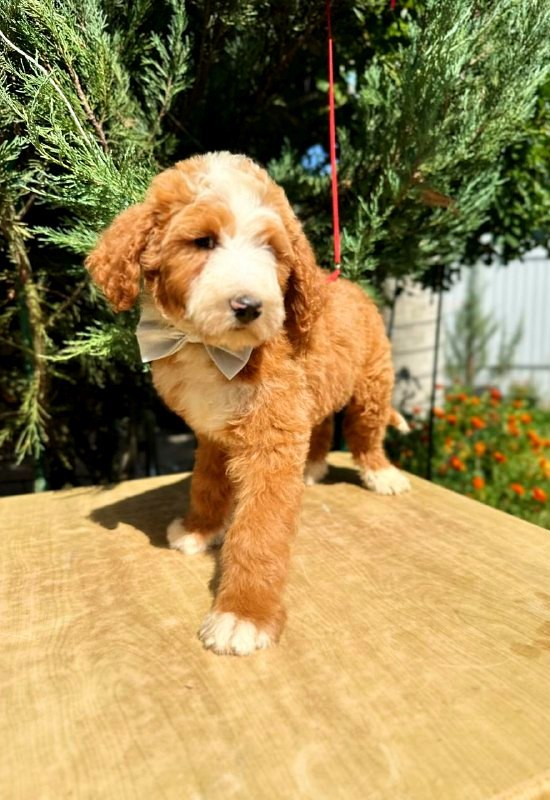 Zenith Labradoodle Zenith Labradoodle