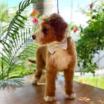 Zenith-male-Labradoodle-puppy-for-sale-3