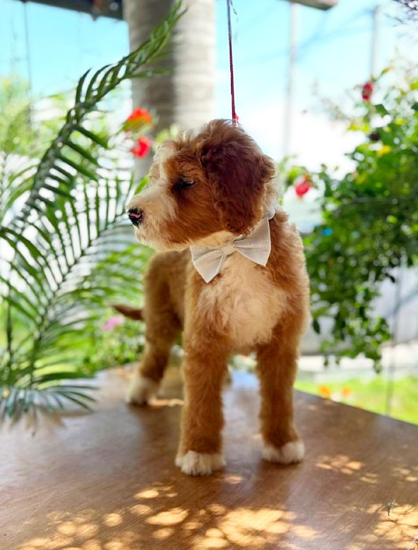 Zenith Labradoodle Zenith Labradoodle