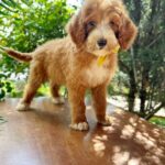 Zephyr-male-Labradoodle-puppy-for-sale-1