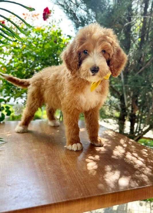 Zephyr Labradoodle
