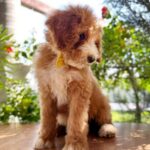 Zephyr-male-Labradoodle-puppy-for-sale-2