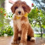 Zephyr-male-Labradoodle-puppy-for-sale-3