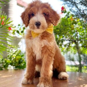 Zephyr Labradoodle