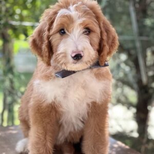 Ziggy Labradoodle